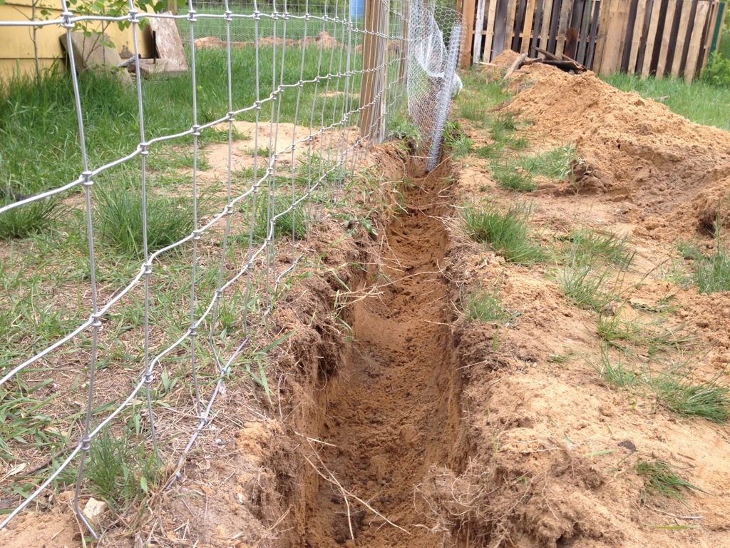 ... fence and I buried half of the three foot one inch hole chicken wire